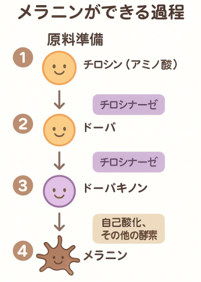 シミ・黒ずみの原因「メラニン」ができる仕組みを解説! 2 「メラニンはシミの元凶」と思っていませんか?